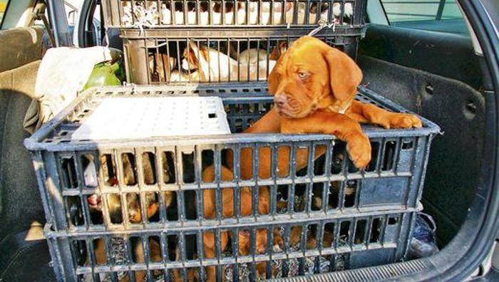 Tierfreunde geraten in Finanznot
