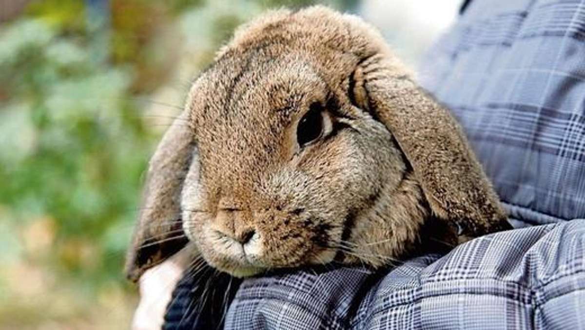 Frage des Tages: Die Sache mit dem kranken Kaninchen