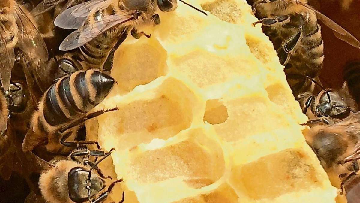 Selb: Ein Tag ganz im Zeichen der Biene