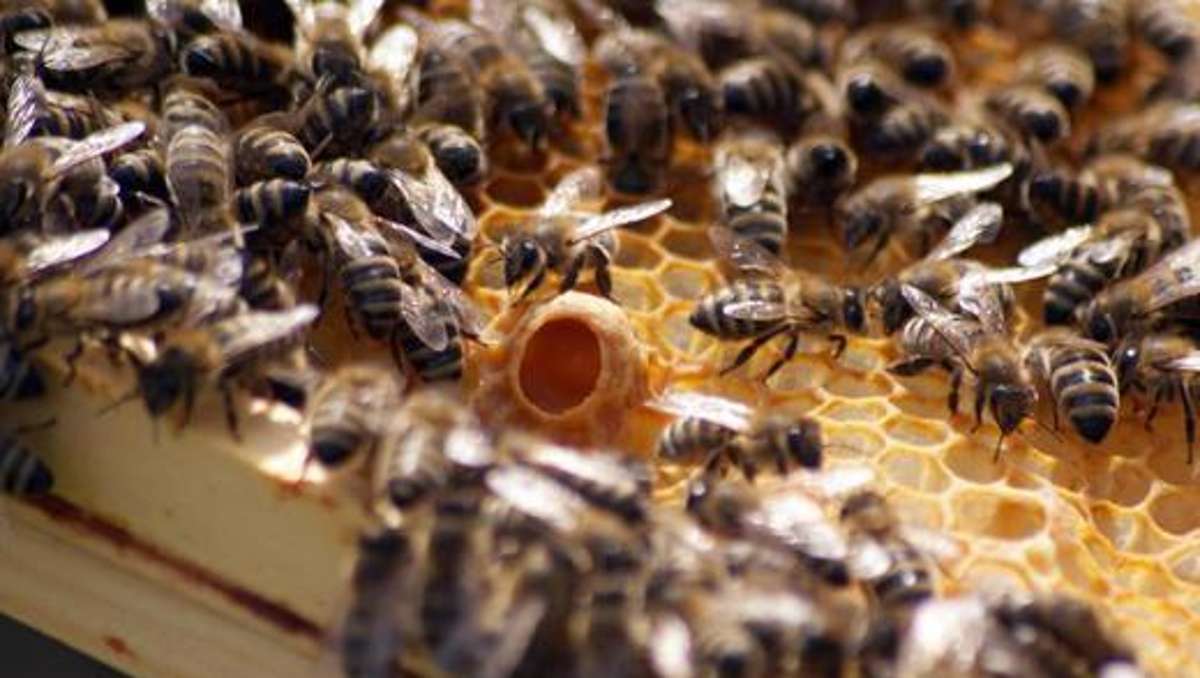 Hof: Leupoldsgrün: Diebe stehlen zwei Bienenvölker