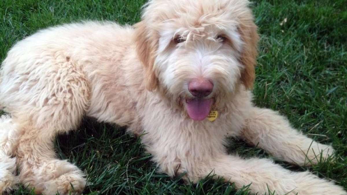 Wunsiedel: Hund möglicherweise am Weißenstädter See vergiftet