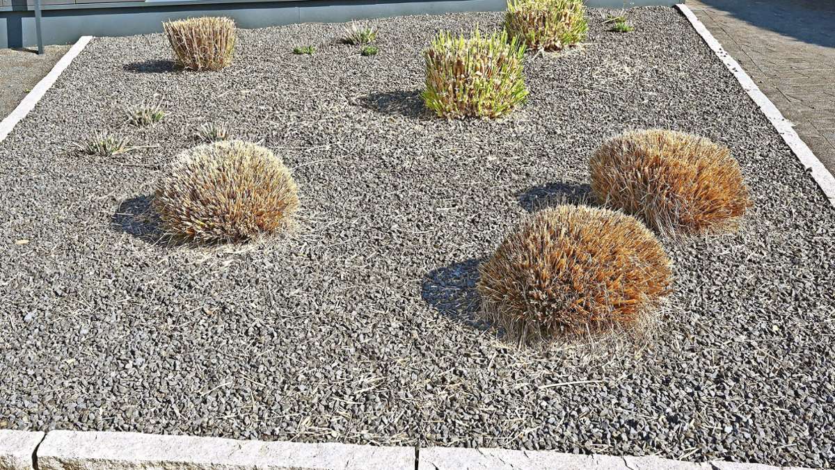 Steinwüsten in den Wunsiedler Gärten unerwünscht: Wunsiedel will keine  Schottergärten mehr