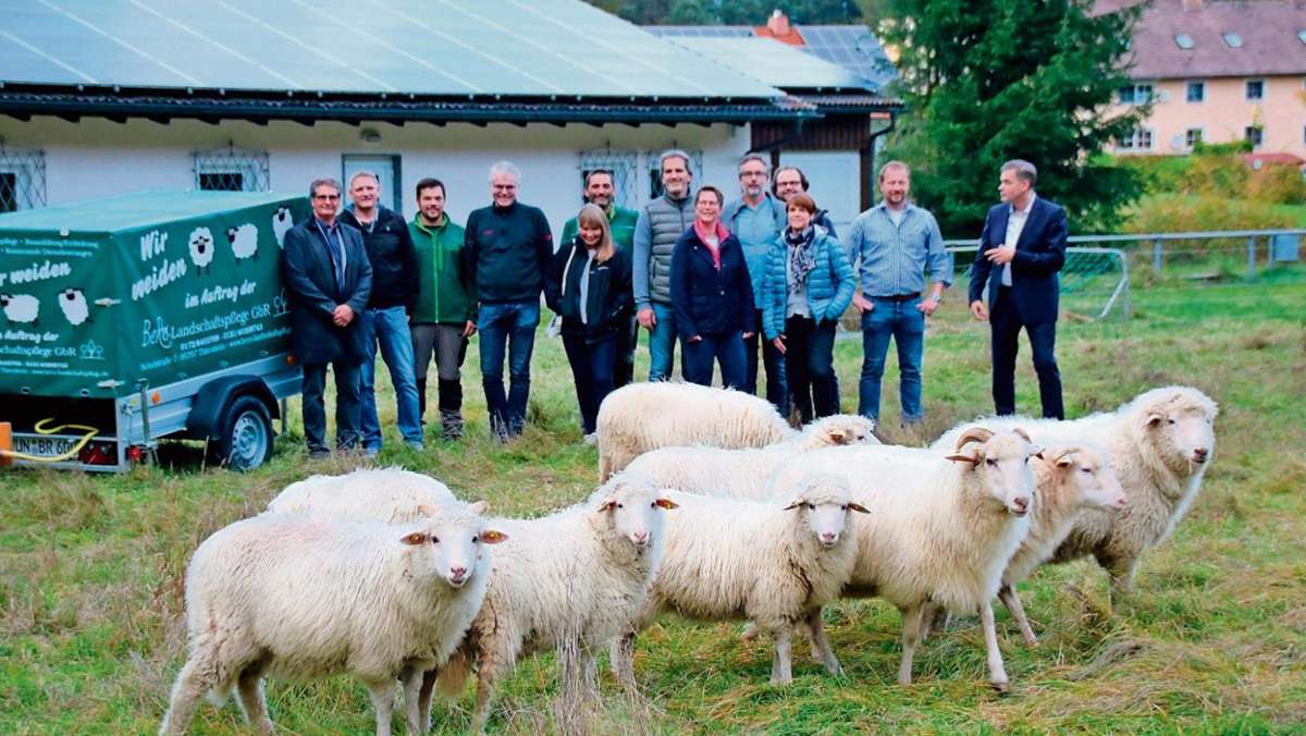 Bad Alexandersbad: Bad Alexandersbad: Schafe übernehmen Mäharbeiten