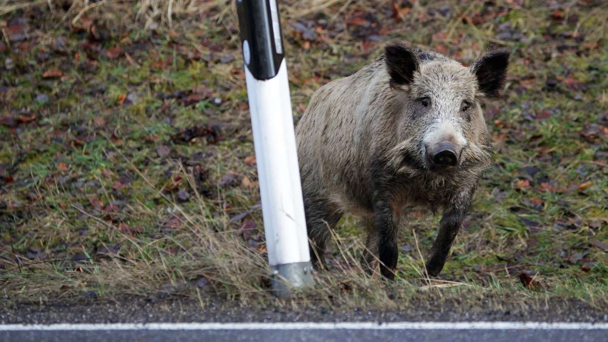 Rehau: Unbekannter lässt bei Regnitzlosau totes Wildschwein mitgehen