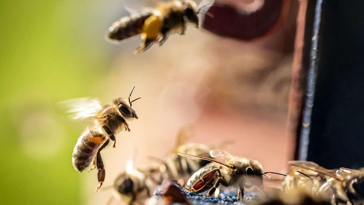 Garage in Brand gesetzt: Senior wollte Bienenschädlinge bekämpfen