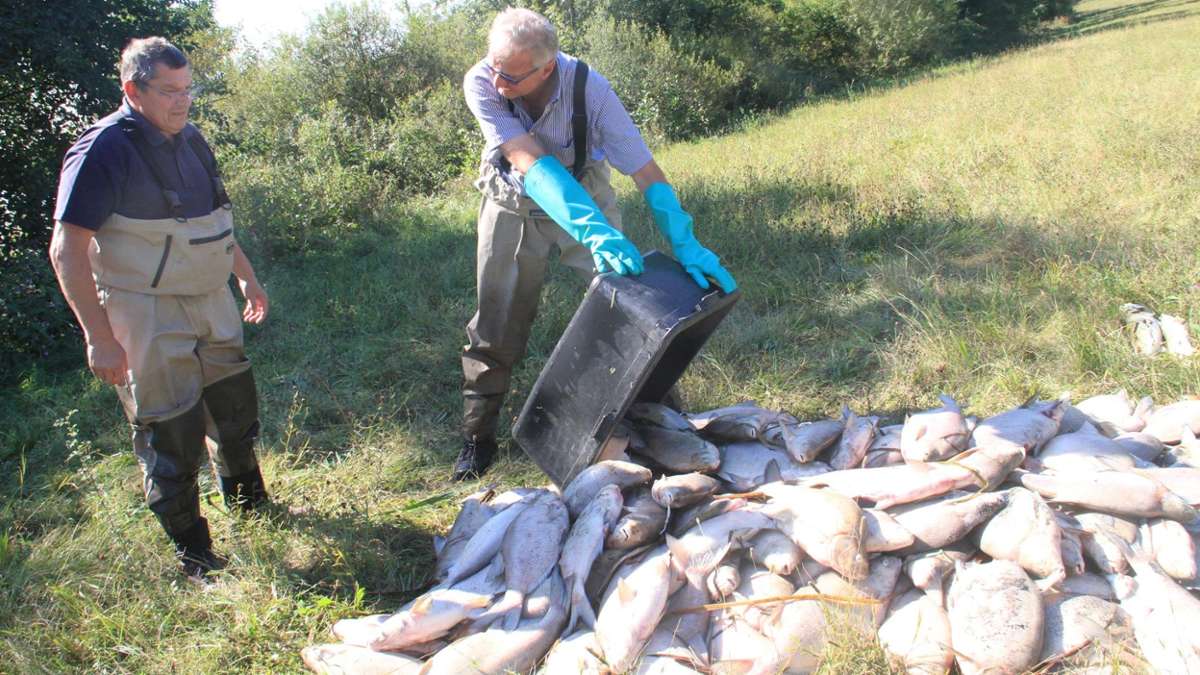 Länderspiegel: Fische verenden qualvoll
