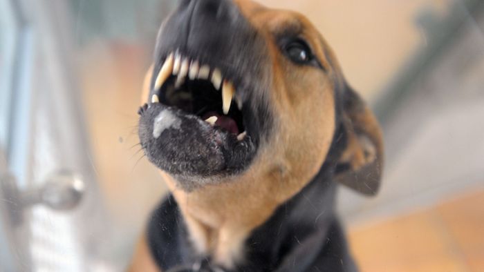 Hund beißt Frau: Tierhalterin droht mit Schlägen