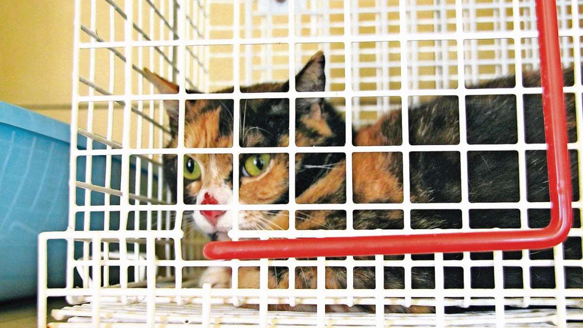 Münchberg: 40 Katzen lebten eingesperrt in einem Haus