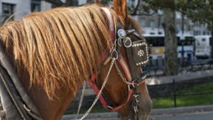 Feuerwehr stoppt Betrunkenen auf Pferde-Kutsche