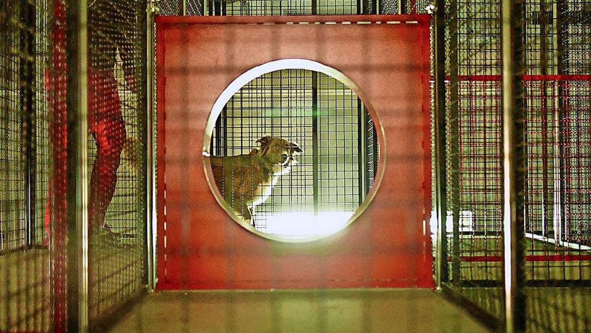 Übung: Mensch und Hund im  Gitterlabyrinth