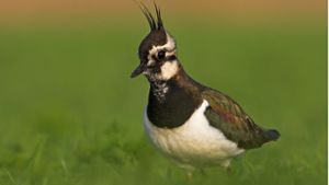 Vogelschützer fordern  Naturschutzgebiet für Kornberg