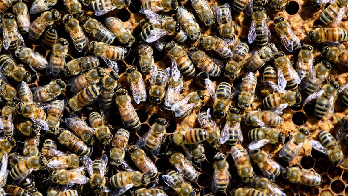 Tausende Bienen verenden: Unbekannter verschließt Bienenstock