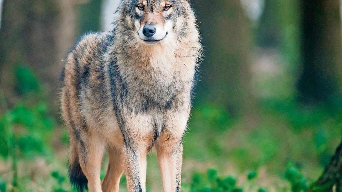 Wunsiedel: Man muss auch problematische Wölfe entnehmen dürfen