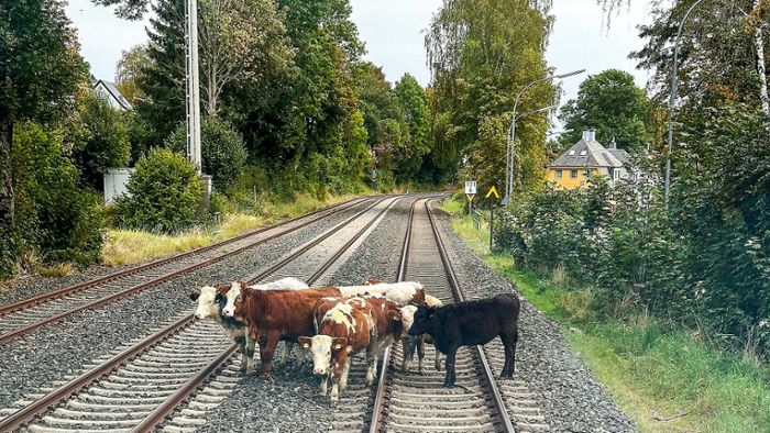 Kühe blockieren Gleise bei Münchberg
