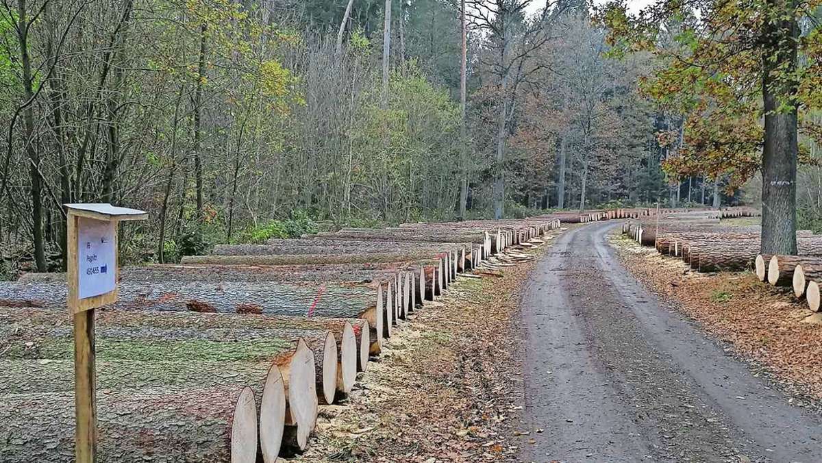 Wald und Forst: Holzmarkt wieder auf normalem Niveau
