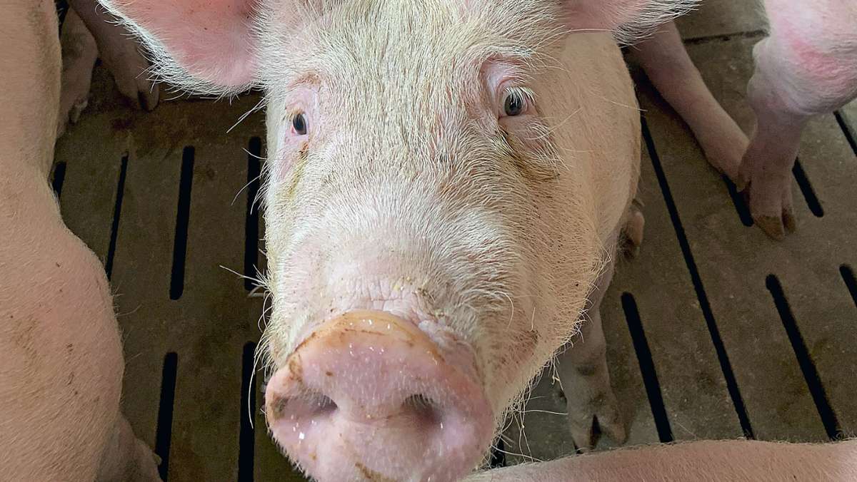 Bauern warnen: Schweinebraten bald aus China