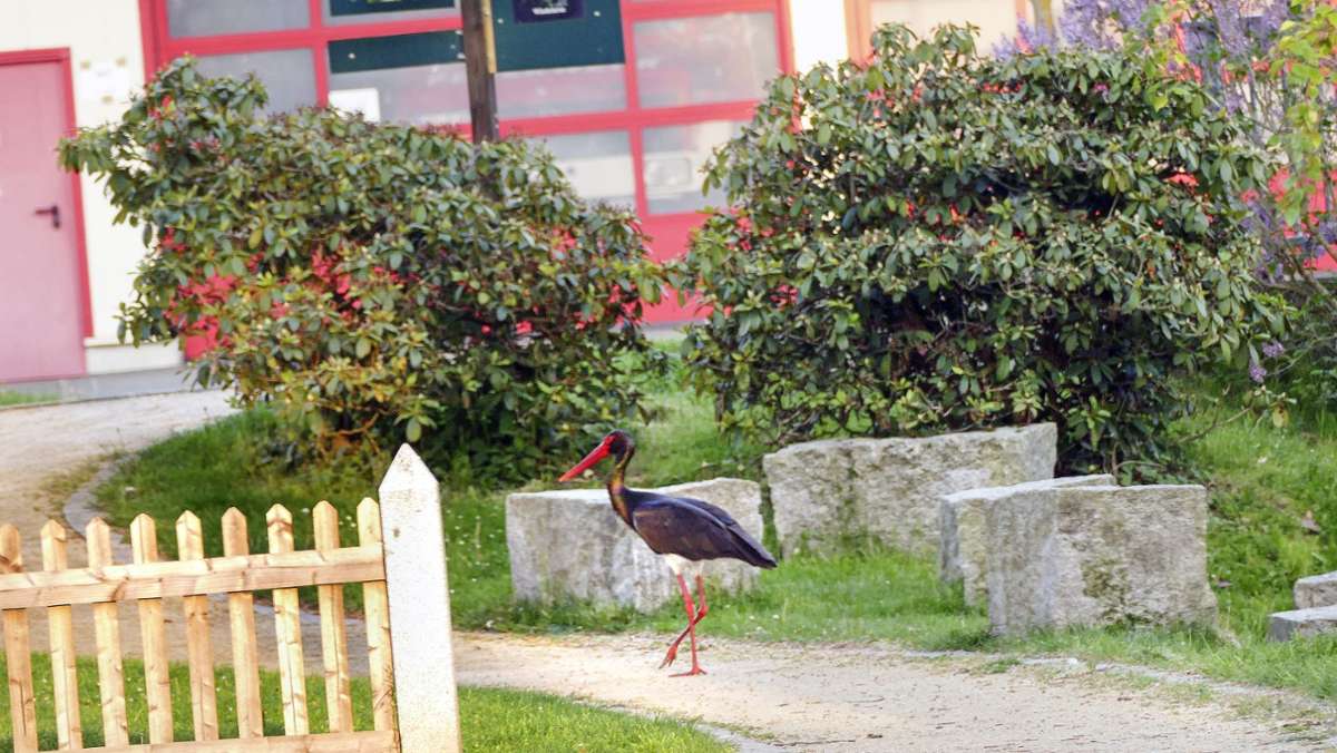 Seltener Vogel: Schwarzstorch zu  Besuch in Issigau