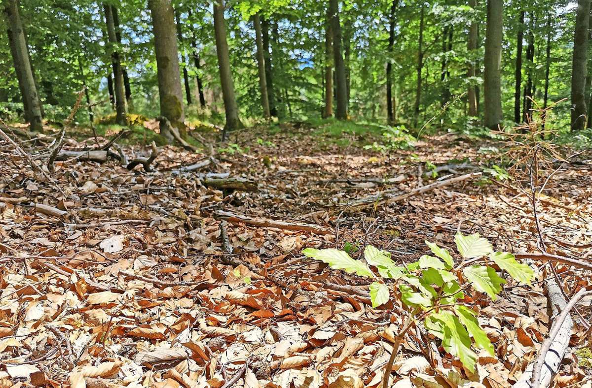 Wege und Böden in den Wäldern im Hofer Land sind zwar extrem trocken, aber die Vegetation ist momentan noch nicht in Gefahr. Foto: /Köhler