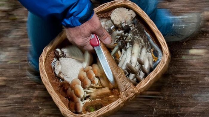 Große Suchaktion in Marktleuthen: Pilzsammler verläuft sich im Wald