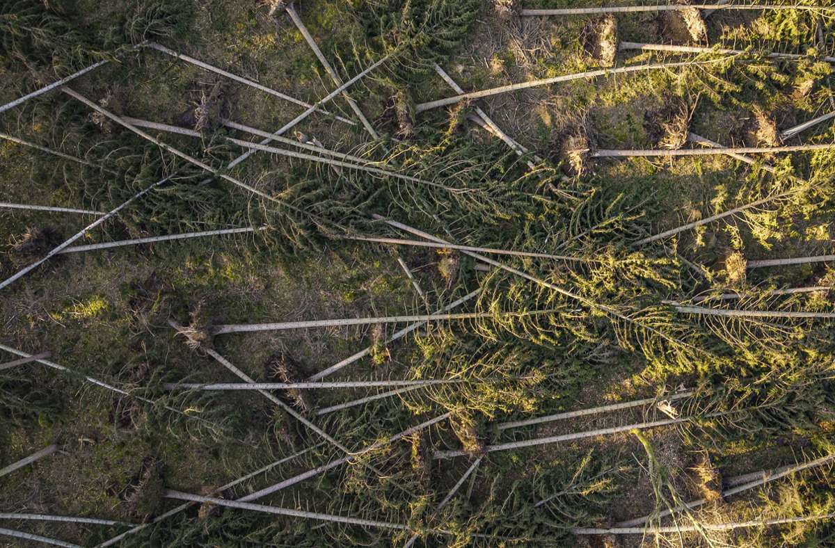 Seit 2020 halten Borkenkäfer Förster und Waldbesitzer in Atem. Sind Bäume erst einmal von ihnen befallen, müssen sie schnellmöglich aus dem Wald entfernt werden. Foto: dpa/Philipp Schulze