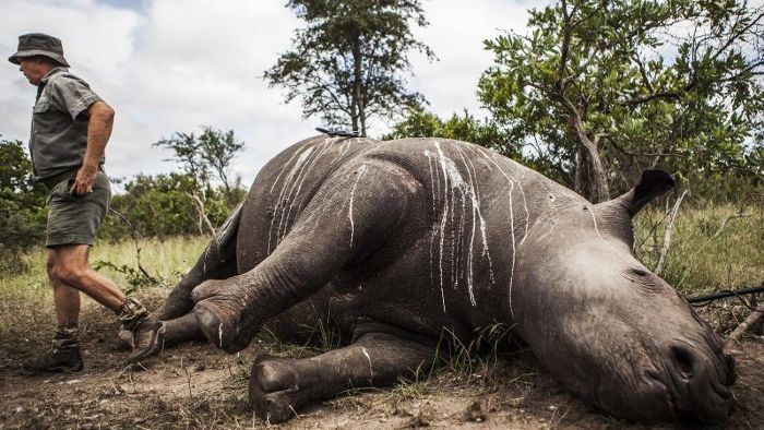 Polizei in Südafrika beschlagnahmt 167 Rhinozeros-Hörner