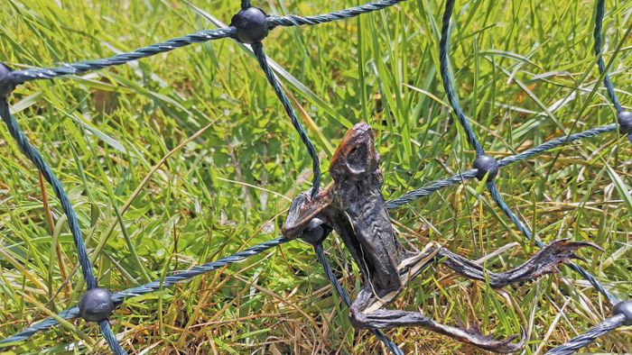 Drama in Osseck am Wald: Elektrozaun tötet Kröten und Frösche