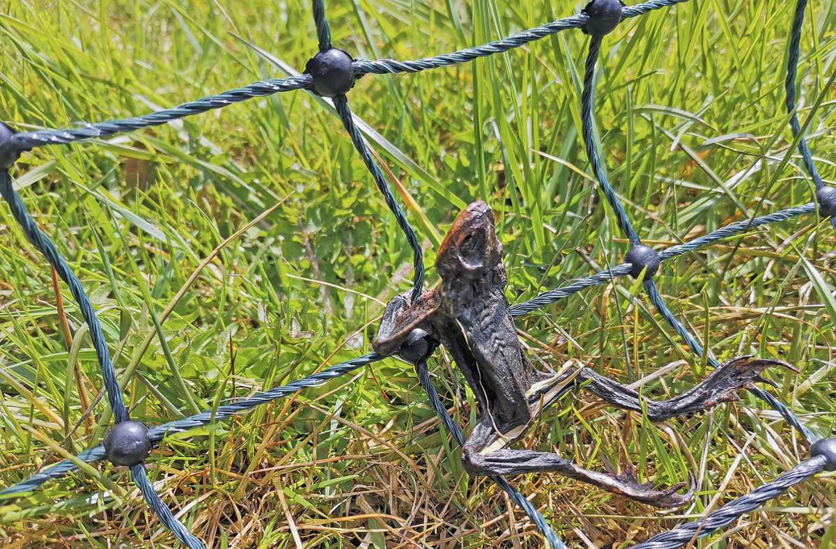 Überall rund um den Elektrozaun finden sich die Leichen von Kröten und Fröschen, die durch Stromschläge getötet wurden. Foto: /Köhler