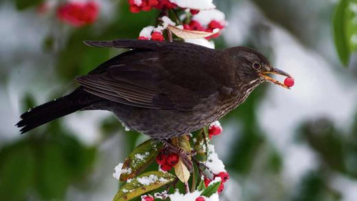Länderspiegel: Vogelschutzbund läutet die Stunde der Wintervögel ein