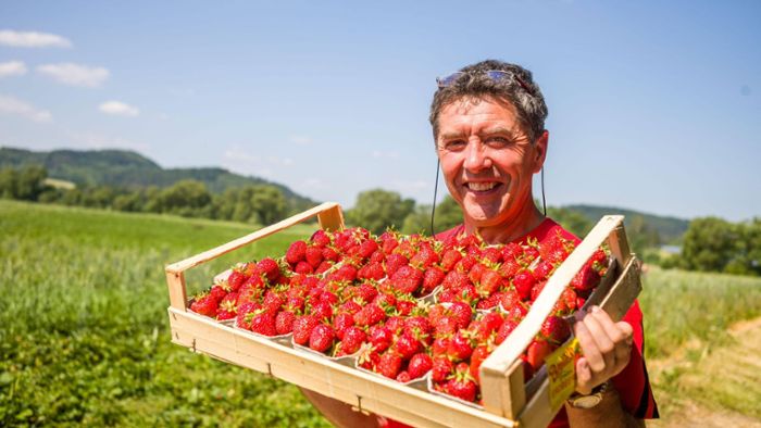 Erdbeeren pflücken – hier geht das!