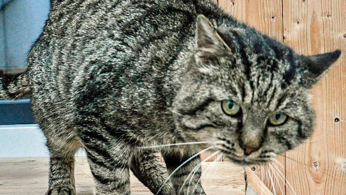 Hof: Samtpfote sucht Katzenfreunde