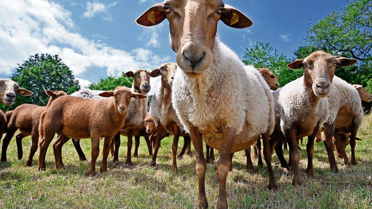 Länderspiegel: Ausreißer-Schaf wird betrunkenem Schäfer zum Verhängnis