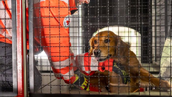 Rettungshundestaffel: Anstrengendes Training für Hund und Mensch
