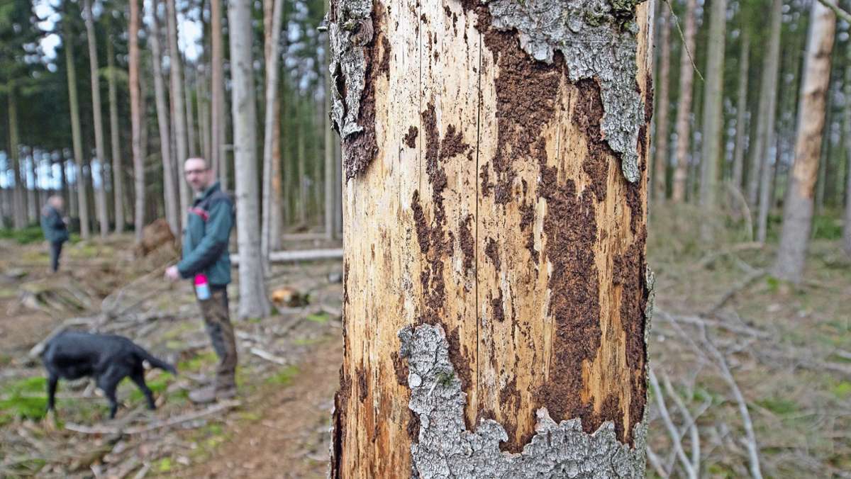 Große Waldflächen abgestorben:: Förster geben Borkenkäfer-Alarm