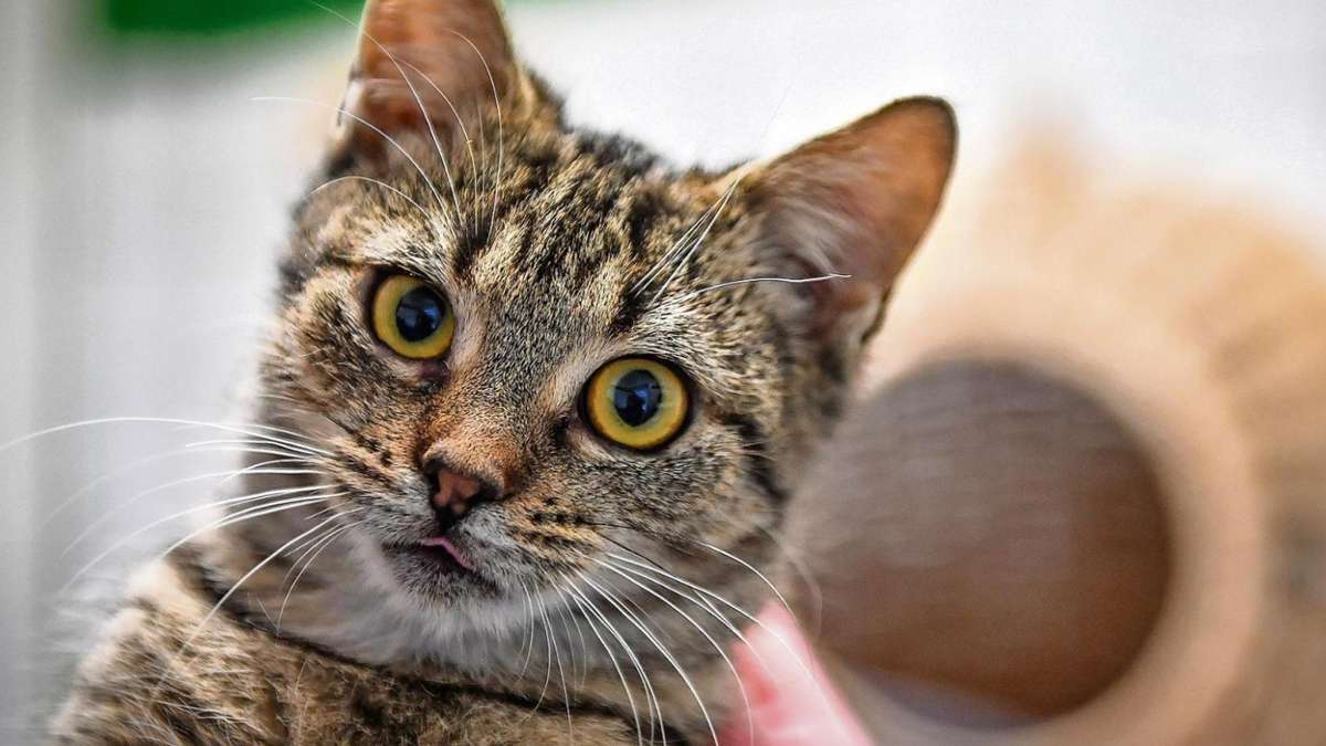 Wunsiedel: Katzen-Schwemme im Tierheim