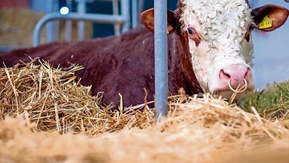 Wunsiedel: Rinderverkauf kommt teuer