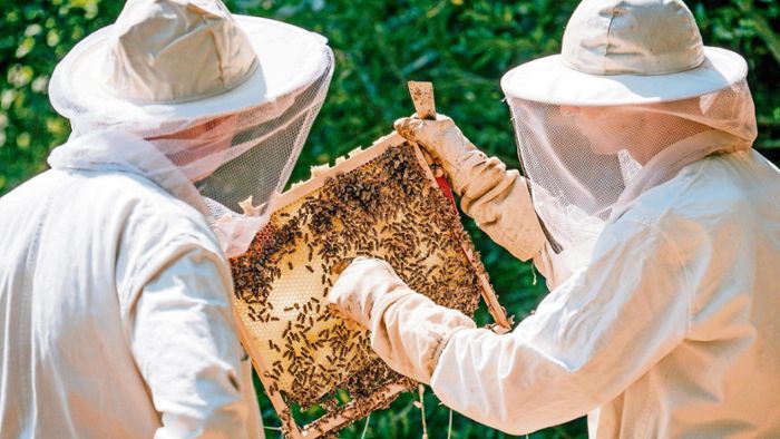 Hof: Sticheleien unter Bienenfreunden