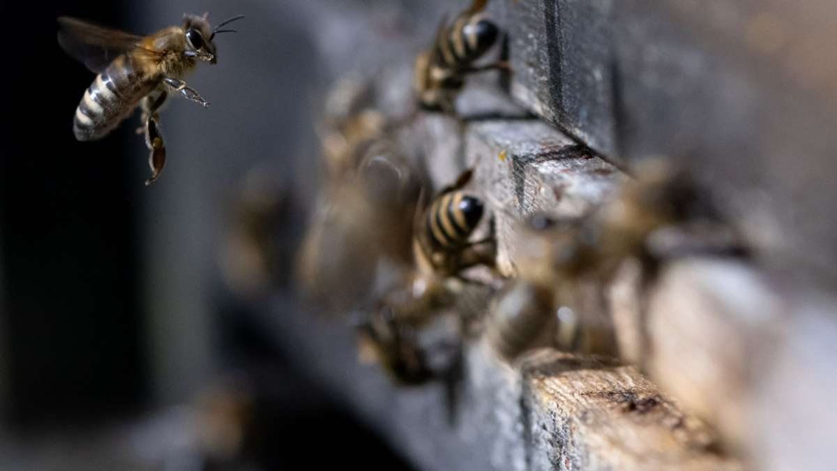 Schwandorf: Nach Ausbruch von Bienenseuche: Sperrzonen eingerichtet