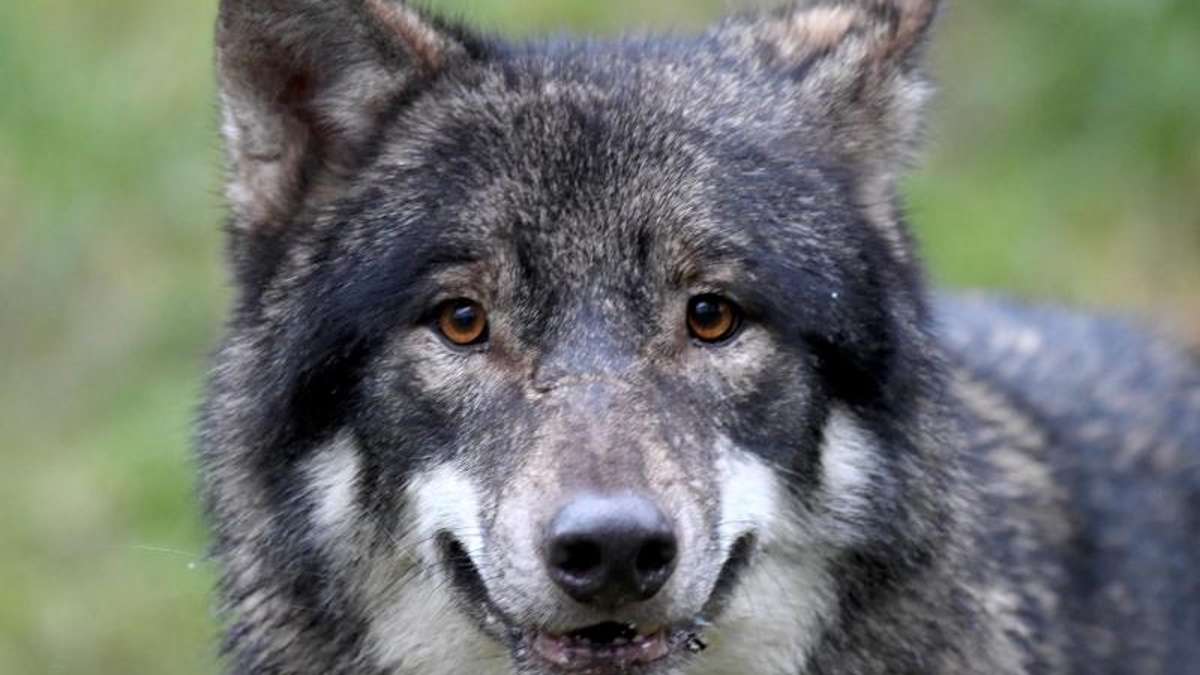 München: Regierung gibt Feuer frei auf auffällige Wölfe