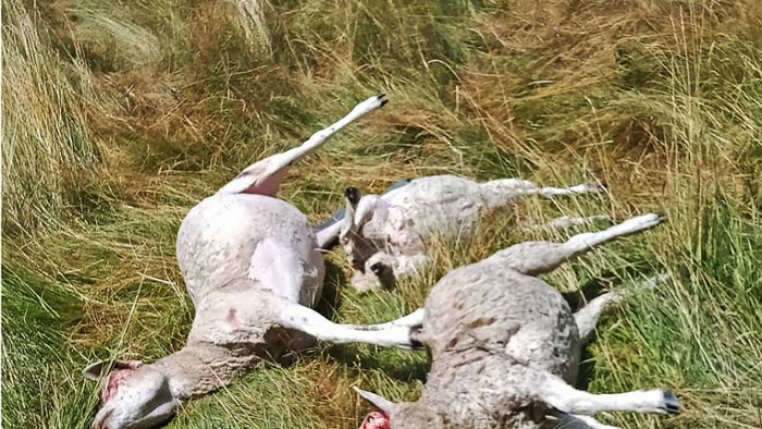 Hund bricht in Schafherde ein