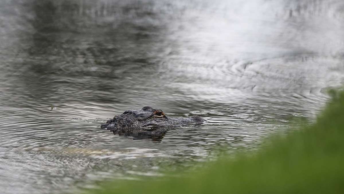 Florida: Vermisstes Kleinkind tot im Maul eines Alligators gefunden