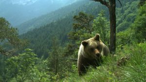 Tiere: Abschießen? Kein Ende im Streit um Bären im Trentino