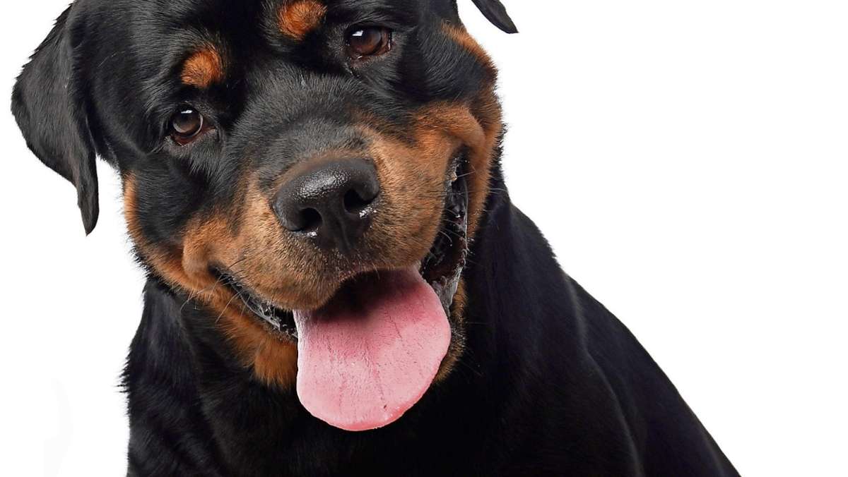 Rehau: Experten fordern Prüfung von Hundehaltern
