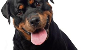 Experten fordern Prüfung von Hundehaltern