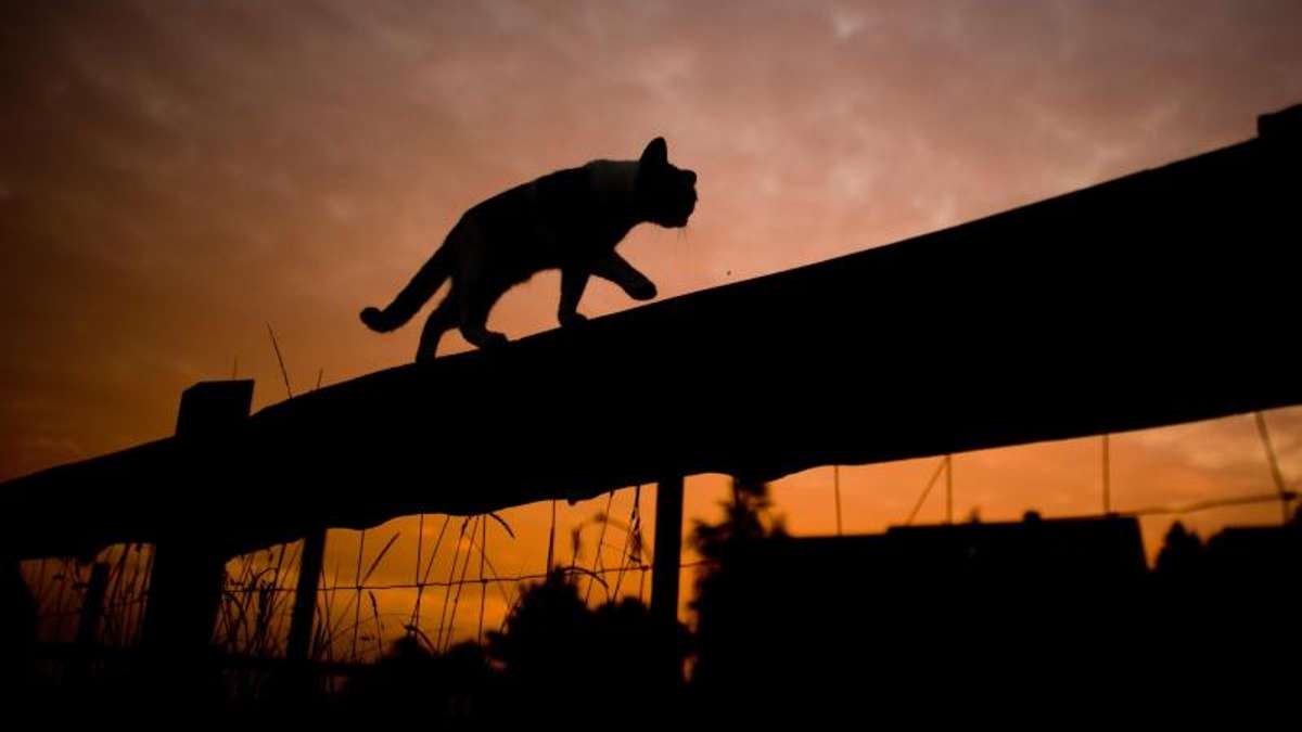 Länderspiegel: Katze mit Metallschlinge um den Bauch