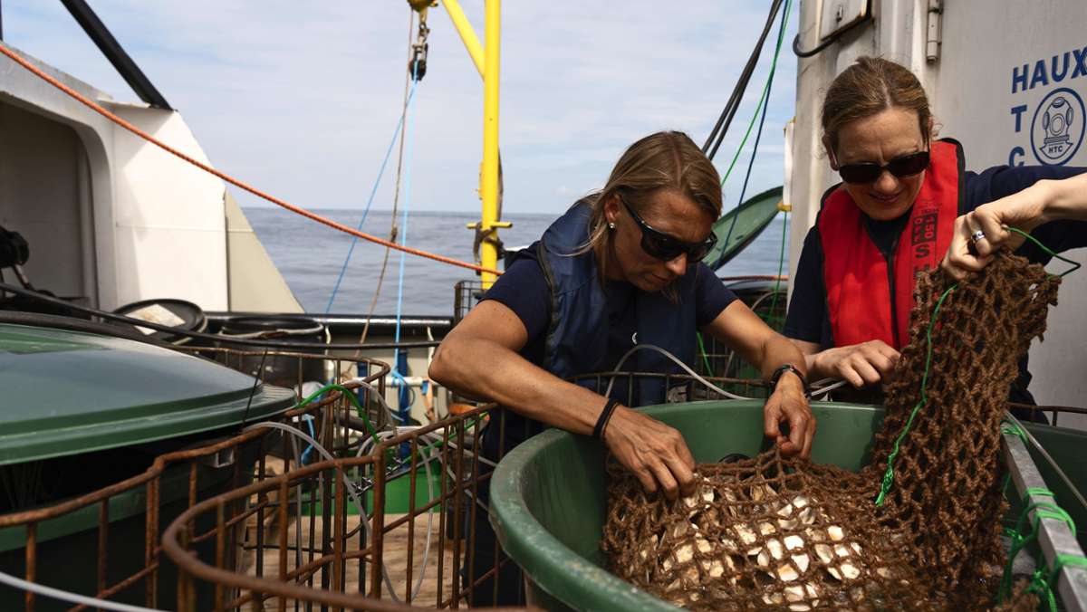 Was Ökologen forschen: Das Rätsel um die Europäische Auster
