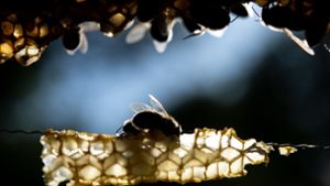 Unbekannter stiehlt Bienen