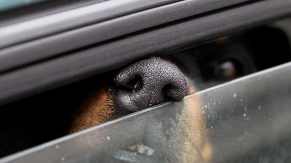 Hof: Frau lässt Hund in überhitztem Auto zurück