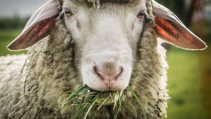 Welches Tier hat Schafe gerissen?