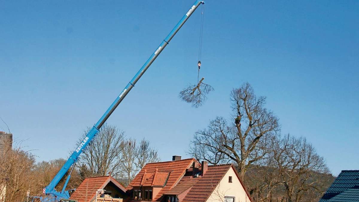 Kulmbach: Spektakuläre Baumfäll-Aktion in Stadtsteinach