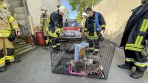 Nach Brand: Tierheim päppelt Katzen auf